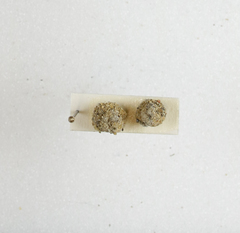 Apterona helicoidella