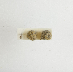 Apterona helicoidella