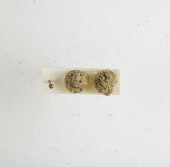 Apterona helicoidella