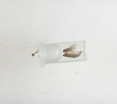 Apterona helicoidella