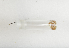 Apterona helicoidella