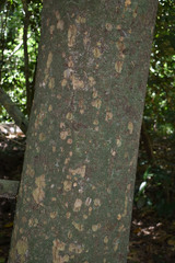 Dysoxylum gaudichaudianum
