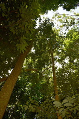 Dysoxylum gaudichaudianum