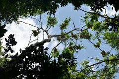 Dysoxylum gaudichaudianum