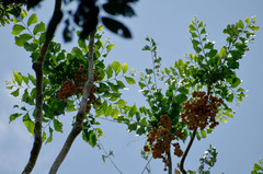 Dysoxylum gaudichaudianum