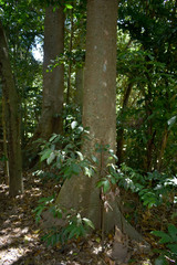 Dysoxylum gaudichaudianum