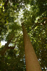 Dysoxylum gaudichaudianum