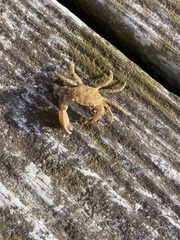 Rhithropanopeus harrisii