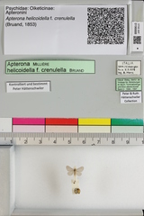 Apterona helicoidella