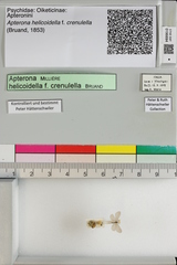 Apterona helicoidella