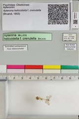 Apterona helicoidella