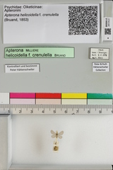 Apterona helicoidella