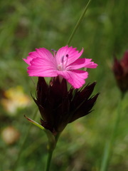 Dianthus pontederae