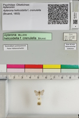 Apterona helicoidella