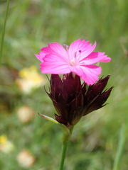 Dianthus pontederae