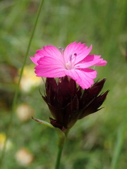 Dianthus pontederae