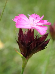 Dianthus pontederae