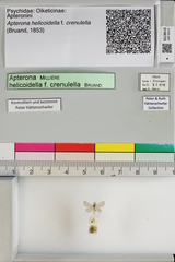 Apterona helicoidella