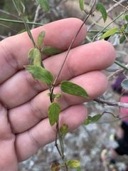 Metastelma barbigerum