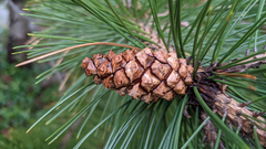 Pinus heldreichii