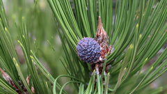 Pinus heldreichii