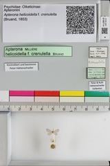 Apterona helicoidella