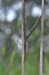 Zaprochilus australis