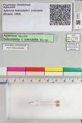 Apterona helicoidella