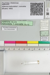 Apterona helicoidella