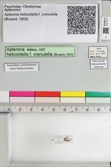 Apterona helicoidella