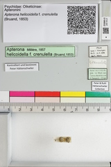 Apterona helicoidella