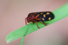 Mahanarva rubropicta