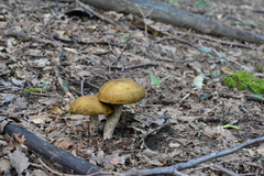 Leccinellum griseum