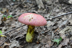 Butyriboletus regius