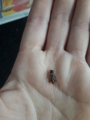 Bethelium signiferum