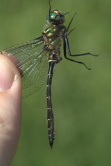 Somatochlora hudsonica