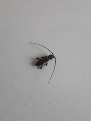 Bethelium signiferum