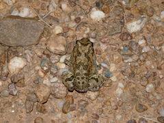 Tomopterna krugerensis