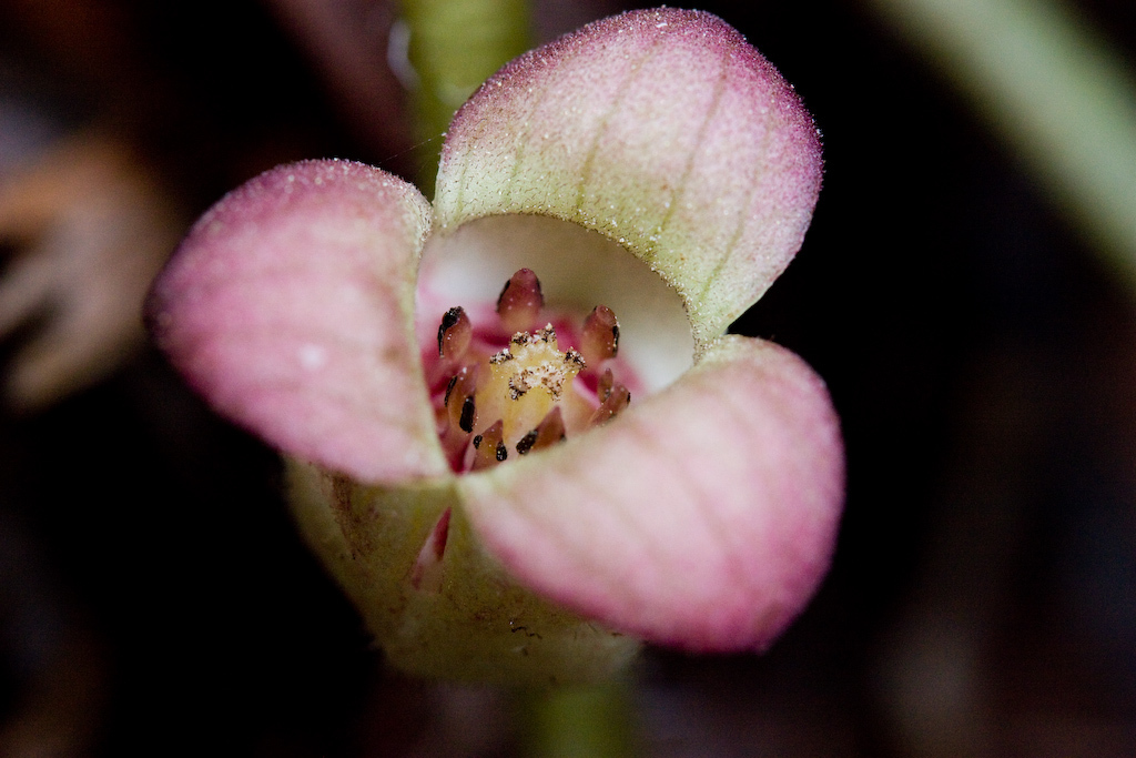 Asarum lemmonii