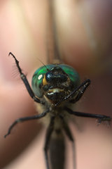 Somatochlora hudsonica