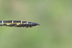 Somatochlora hudsonica