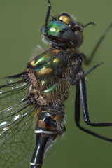 Somatochlora hudsonica