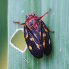 Mahanarva rubropicta