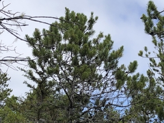Pinus contorta bolanderi