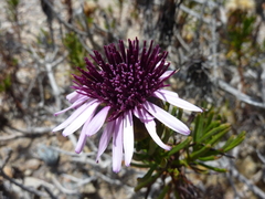 Gypothamnium pinifolium