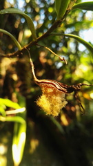 Angraecum conchiferum