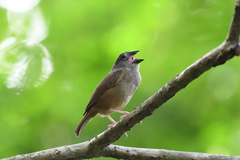 Melanospiza richardsoni