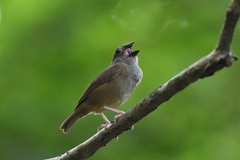 Melanospiza richardsoni