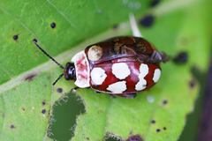 Alagoasa decemguttata