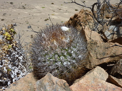 Eriosyce rodentiophila